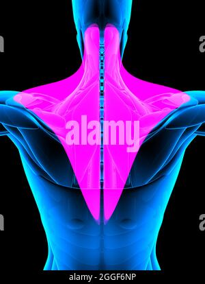 Roter Trapezmuskel im Röntgenbild. 3d-Rendering Stockfoto