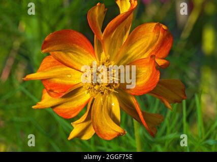 Porträt einer Schwefelkosmos-Blume, in einem Hausgarten in Bend, Oregon. Stockfoto