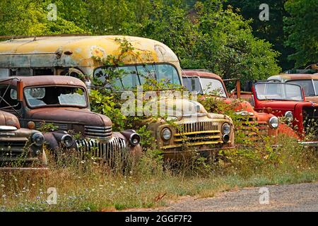 Eine Reihe alter Chevy und Dodge Pickup-Trucks und Busse aus den 1950er und 1960er Jahren, die auf einem Feld in den Bergen im Norden Idahos sitzen. Stockfoto