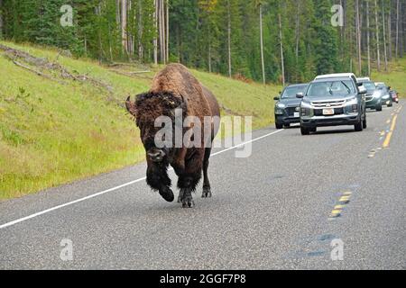 Große amerikanische Bisons in Herden können oft entlang der Parkautobahnen im Yellowstone National Park, Wyoming, wandern oder sich ernähren gesehen werden. Stockfoto