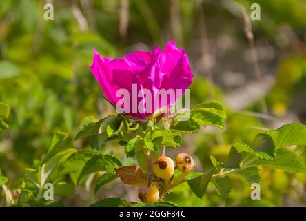 Violette Blume der Hundrose und einige kleine, grüne Hagebutten Stockfoto