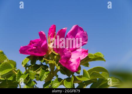 Blume des Hundes stieg unter blauem Himmel Stockfoto