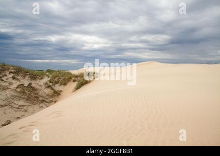 Råbjerg Mile, eine wandernde Küstendüne in Jütland, Dänemark Stockfoto