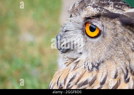 Eine graue Eule schaut in die Ferne. Eine wilde Eule mit traurigen gelben Augen Stockfoto