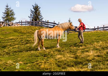 Der Haflinger ist ein Bergpferd, das heute vor allem als robustes Freizeitpferd zum Reiten in Südtirol, Italien, eingesetzt wird Stockfoto