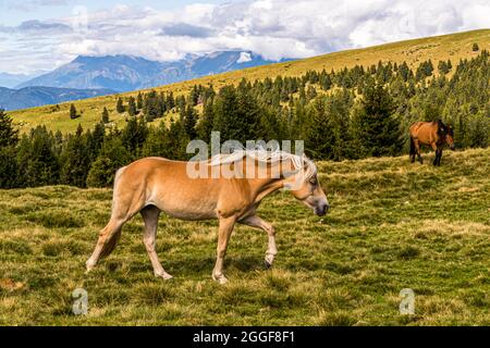 Der Haflinger ist ein Bergpferd, das heute vor allem als robustes Freizeitpferd zum Reiten in Südtirol, Italien, eingesetzt wird Stockfoto