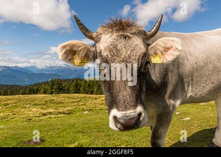 Grauvieh auf einer Alm in Südtirol, Italien Stockfoto