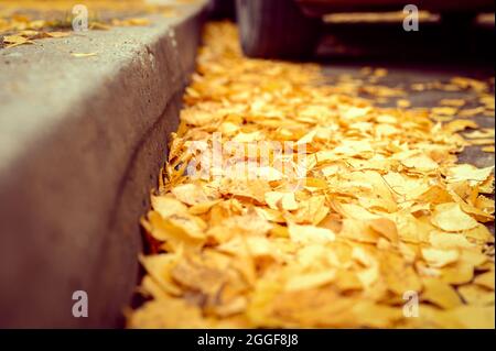 Herbst in der Stadt. Trocken gefallene Herbstbirken Blätter auf dem Asphalt in der Nähe der Bordsteinkante im Stadtpark Stockfoto