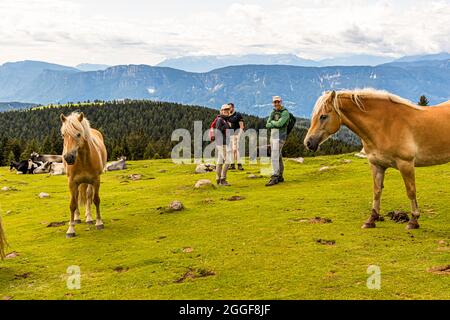 Ein Haflinger-Pferd nähert sich einer ruhenden Wandergruppe vom Hotel Hohenwart auf einer Alpenweide über Hafling, Südtirol, Italien; Rinder ruhen im Gras hinter ihnen, während die Dolomiten in der Ferne aufragen. Der Haflinger ist ein robustes Bergpferd, das in Südtirol hauptsächlich als Freizeitpferd zum Reiten verwendet wird. Stockfoto