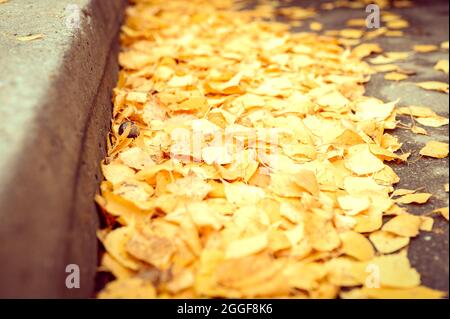 Herbst in der Stadt. Trocken gefallene Herbstbirken Blätter auf dem Asphalt in der Nähe der Bordsteinkante im Stadtpark Stockfoto