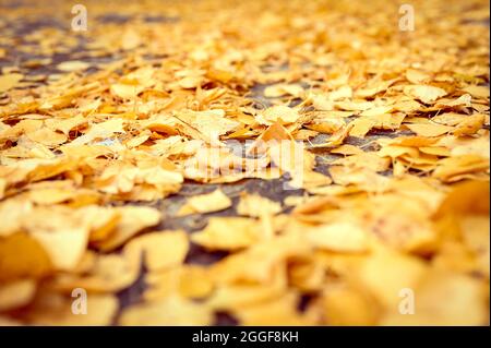 Herbst in der Stadt. Trocken gefallene Herbstbirken Blätter auf dem Asphalt im Stadtpark Stockfoto