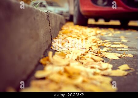 Herbst in der Stadt. Trocken gefallene Herbstbirken Blätter auf dem Asphalt in der Nähe der Bordsteinkante im Stadtpark Stockfoto