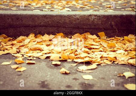 Herbst in der Stadt. Trocken gefallene Herbstbirken Blätter auf dem Asphalt in der Nähe der Bordsteinkante im Stadtpark Stockfoto