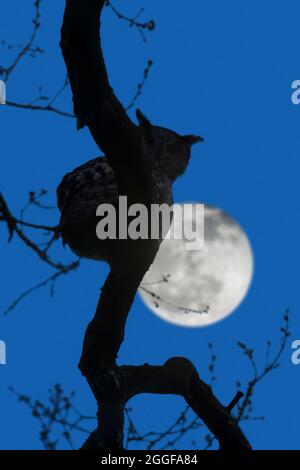 Eurasische Adlereule / Europäische Adlereule (Bubo bubo) Männchen, das in der Nacht auf einem Baum thront, während der Vollmond vor dem mondbeleuchteten Himmel silhouettiert wurde Stockfoto
