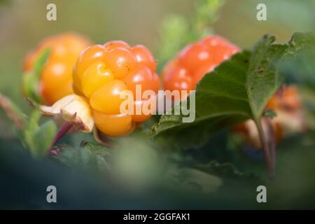 Moltebeeren Stockfoto
