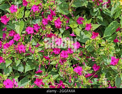 Blühende Wunderblume, Mirabilis jalapa Stockfoto