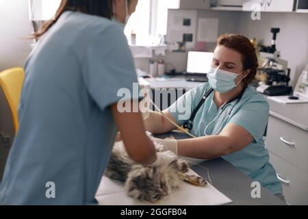 Ein erfahrener Arzt führt Ultraschalluntersuchungen durch, während der Assistent das Tier in der Tierarztklinik hält Stockfoto