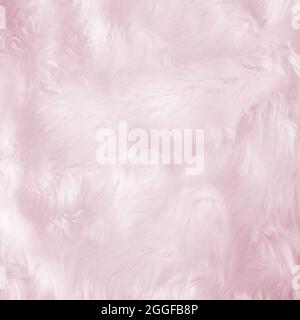 Closeup Tier weißer Wolle schaf Hintergrund in der Ansicht von oben Licht natürlicher Detailtreue, grau flauschige Baumwolle nahtlose Textur. Lamm Fell Haut faltig, Teppich Matte Stockfoto