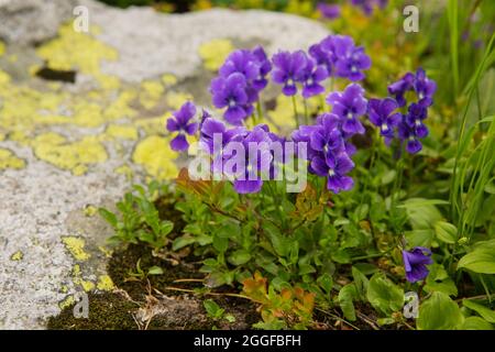 Frühlingshintergrund mit blütendem Violett.Krokussen blüht im frühen Frühling.Lila Krokusblüten, violette Krokus, Frühling oder riesiger Krokus. Stockfoto