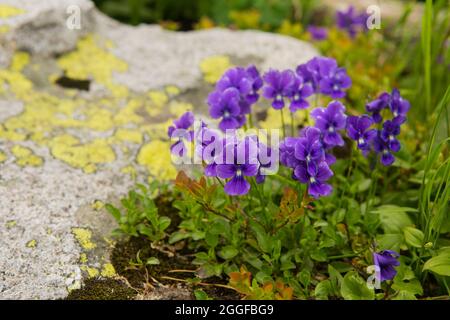 Frühlingshintergrund mit blütendem Violett.Krokussen blüht im frühen Frühling.Lila Krokusblüten, violette Krokus, Frühling oder riesiger Krokus. Stockfoto