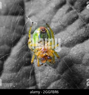 Gurkenspinne im Netz Stockfoto