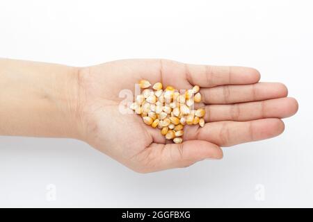 Makro Nahaufnahme von organischem gelbem Mais oder Mais (Zea mays) auf der Handfläche einer weiblichen Hand. Draufsicht Stockfoto