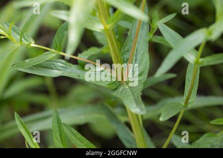 Blutweiderich, Blut-Weiderich, Blatt, Blätter, Gewöhnlicher Blutweiderich, Lythrum salicaria, Purple Loosestrife, Spiked Loosestrife, Purple Lythrum, Stockfoto