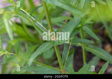 Blutweiderich, Blut-Weiderich, Blatt, Blätter, Gewöhnlicher Blutweiderich, Lythrum salicaria, Purple Loosestrife, Spiked Loosestrife, Purple Lythrum, Stockfoto