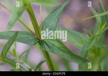 Blutweiderich, Blut-Weiderich, Blatt, Blätter, Gewöhnlicher Blutweiderich, Lythrum salicaria, Purple Loosestrife, Spiked Loosestrife, Purple Lythrum, Stockfoto