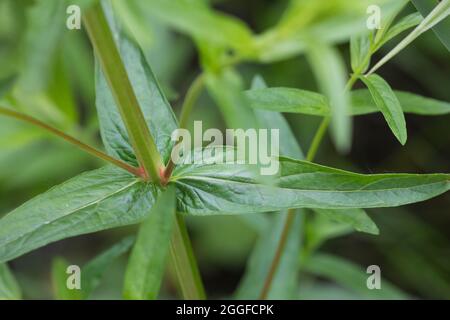 Blutweiderich, Blut-Weiderich, Blatt, Blätter, Gewöhnlicher Blutweiderich, Lythrum salicaria, Purple Loosestrife, Spiked Loosestrife, Purple Lythrum, Stockfoto