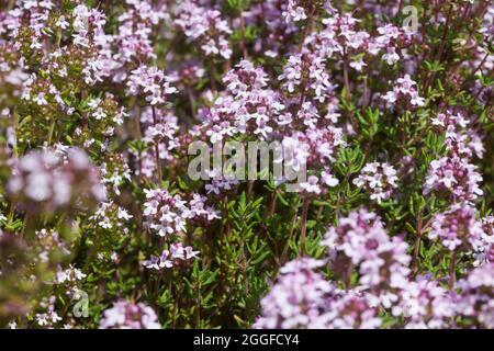 Thymian, Echter Thymian, Römischer Quendel, Kuttelkraut, Gartenthymian, Garten-Thymian, Thymus vulgaris, Thymian, gemeinsame Thymian, Garten Thymian Thymian, Le co Stockfoto