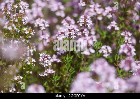 Thymian, Echter Thymian, Römischer Quendel, Kuttelkraut, Gartenthymian, Garten-Thymian, Thymus vulgaris, Thymian, gemeinsame Thymian, Garten Thymian Thymian, Le co Stockfoto