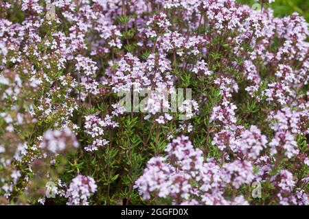 Thymian, Echter Thymian, Römischer Quendel, Kuttelkraut, Gartenthymian, Garten-Thymian, Thymus vulgaris, Thymian, gemeinsame Thymian, Garten Thymian Thymian, Le co Stockfoto