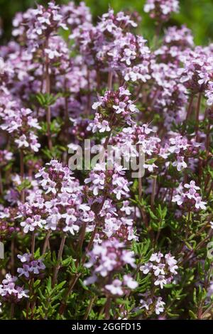 Thymian, Echter Thymian, Römischer Quendel, Kuttelkraut, Gartenthymian, Garten-Thymian, Thymus vulgaris, Thymian, gemeinsame Thymian, Garten Thymian Thymian, Le co Stockfoto