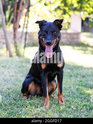 Im Sommer in der Natur erwachsener französischer Schäferhund Stockfoto