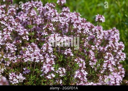 Thymian, Echter Thymian, Römischer Quendel, Kuttelkraut, Gartenthymian, Garten-Thymian, Thymus vulgaris, Thymian, gemeinsame Thymian, Garten Thymian Thymian, Le co Stockfoto