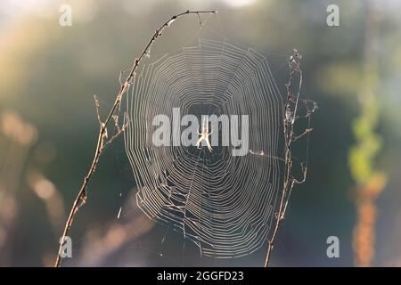 Spinnennetz auf Gras auf der Sommerwiese Stockfoto
