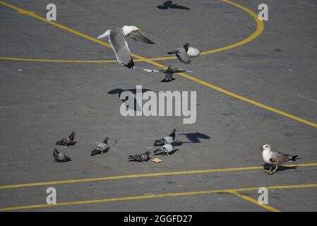 Möwen und Tauben fliegen über und barschen auf einem Korbplatz mitten in der Stadt Stockfoto