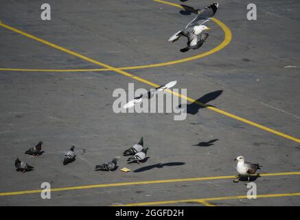 Möwen und Tauben fliegen über und barschen auf einem Korbplatz mitten in der Stadt Stockfoto