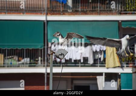 Eine Möwe fliegt hinüber und verbarst sich auf einer Straßenlaterne mitten in der Stadt Stockfoto