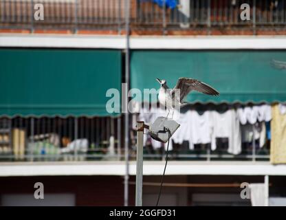 Eine Möwe fliegt hinüber und verbarst sich auf einer Straßenlaterne mitten in der Stadt Stockfoto