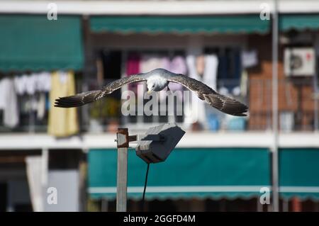 Eine Möwe fliegt hinüber und verbarst sich auf einer Straßenlaterne mitten in der Stadt Stockfoto