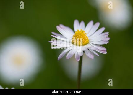 Gänseblümchen Gänseblümchen, Ausdauerndes, mehrjähriges Gänseblümchen, Maßliebchen, Tausendschön, Bellis perennis, Englisch Daisy, Daisy, Rasen, d Stockfoto