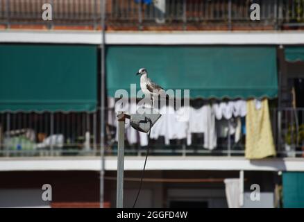 Eine Möwe fliegt hinüber und verbarst sich auf einer Straßenlaterne mitten in der Stadt Stockfoto