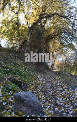 Pfad mit Pappelbäumen und mit dem Boden voller Blätter, einem Baumstamm und einem Felsen. Pfad der Quelle von Bicha Stockfoto