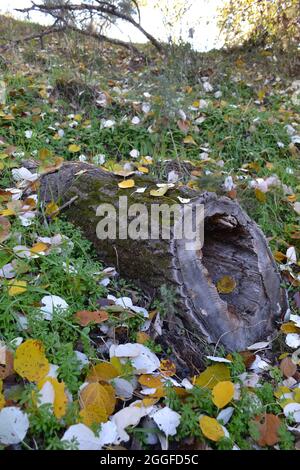 Ein Stück hohler Stamm auf dem Feldboden, umgeben von gelben und weißen Pappelblättern im Herbst Stockfoto