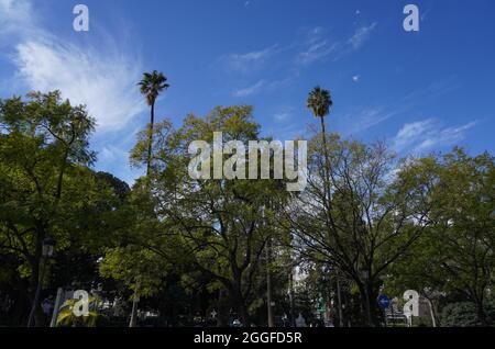 Zwei Palmen inmitten der Bäume eines Gartens in der Stadt Stockfoto