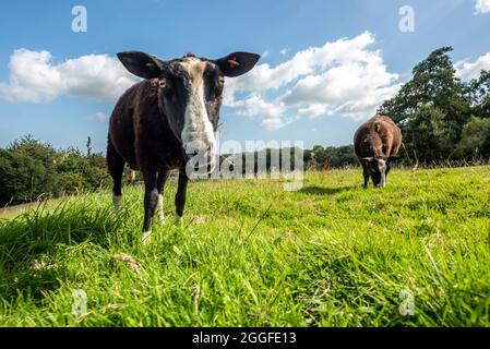 Totnes, 26. August 2021: Balwen Welsh Mountain Sheep in der Nähe von Sharpham Manor Vineyard, in der Nähe von Totnes in Devon Stockfoto