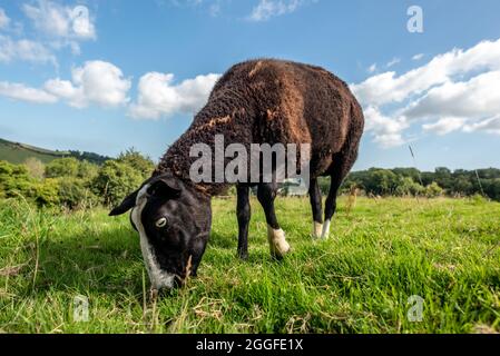 Totnes, 26. August 2021: Balwen Welsh Mountain Sheep in der Nähe von Sharpham Manor Vineyard, in der Nähe von Totnes in Devon Stockfoto