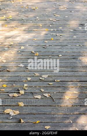 Holzweg im Park bedeckt mit gelb gefallenen Blättern. Sonniger Herbsttag. Stockfoto